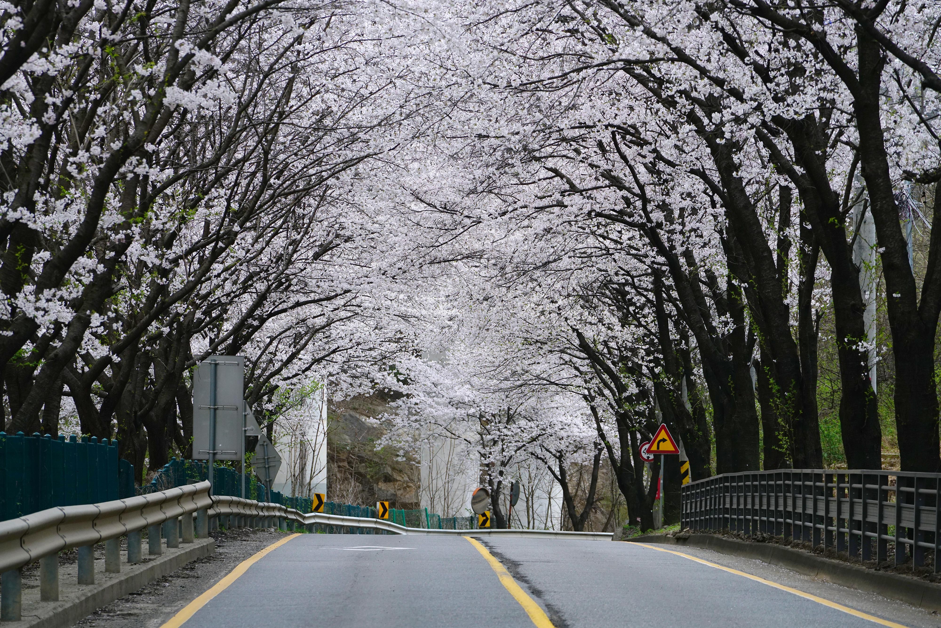 벚꽃 구경 멀리 갈 이유 없다, 광주에 다 있으니까(광주시 벚꽃) (2).jpg
