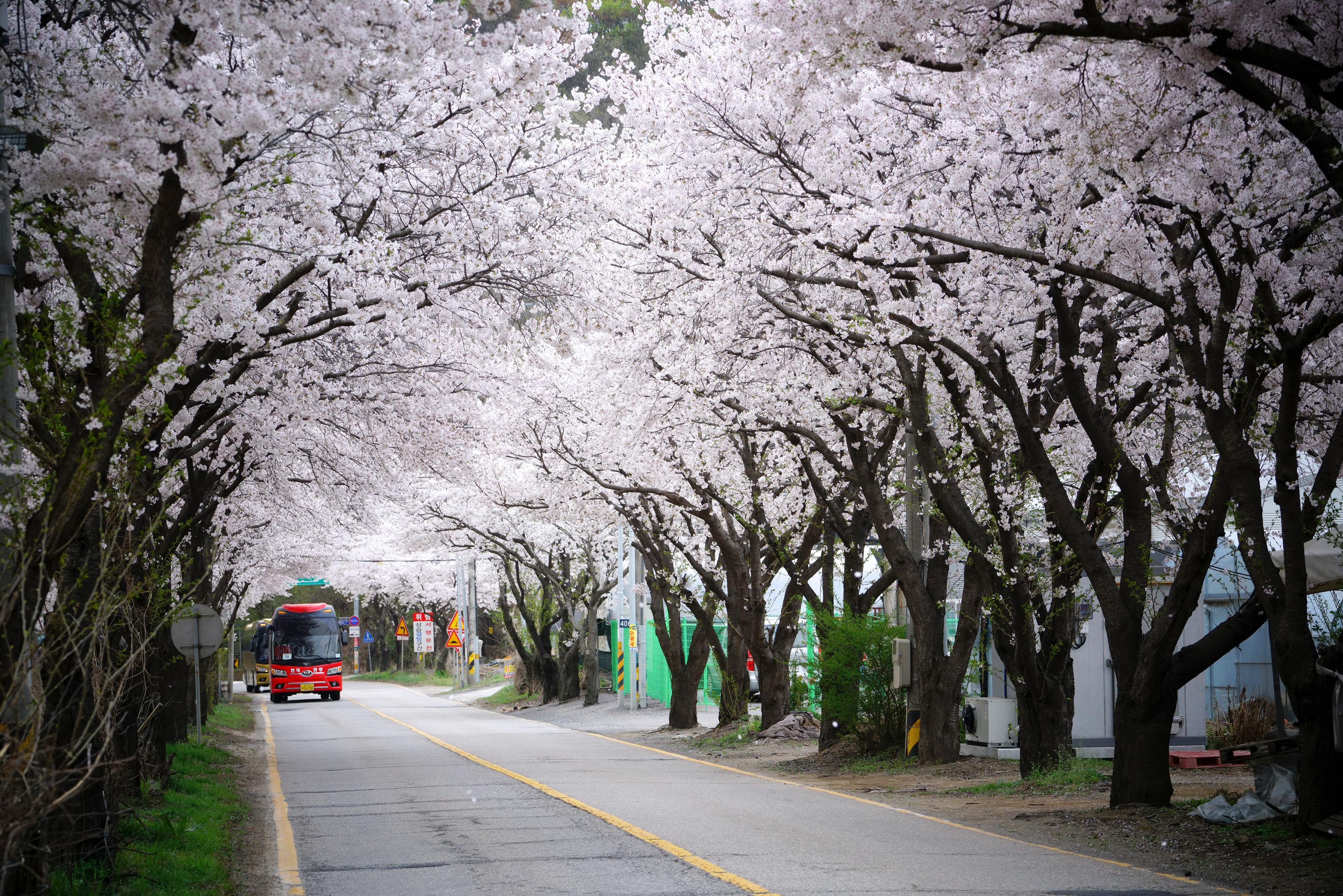 벚꽃 구경 멀리 갈 이유 없다, 광주에 다 있으니까(광주시 벚꽃) (1).jpg